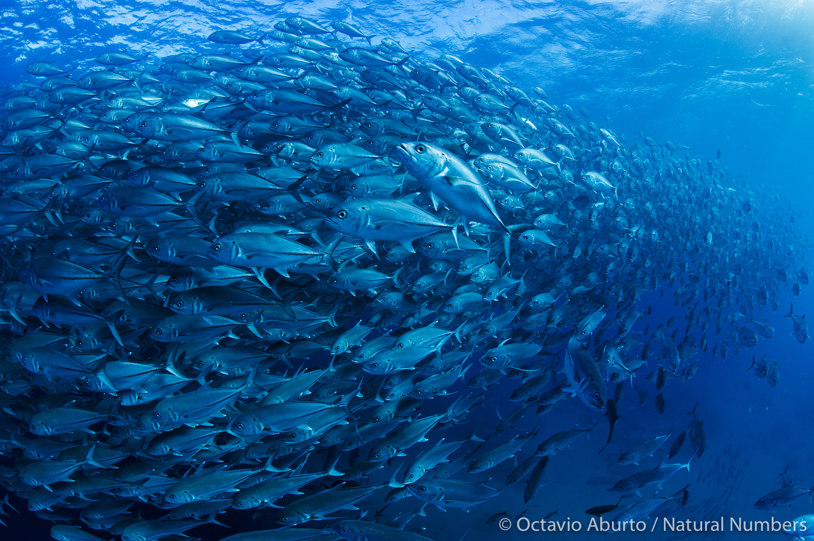Spawning aggregations are massive gatherings of fish for breeding that supp...